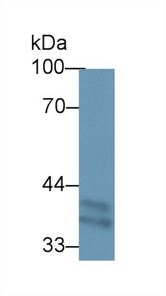 13131