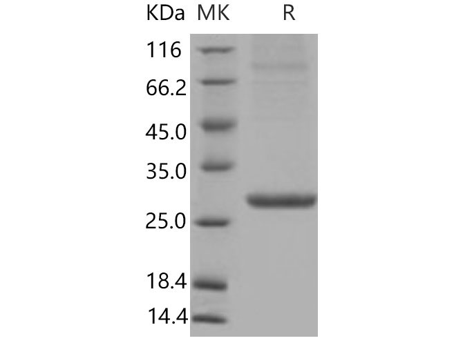 Валидация Elabscience PKSM040858(4815)