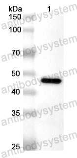 Валидация AntibodySystem PHB78901