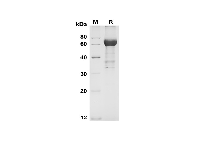 Валидация Elabscience PDMH100337(949)