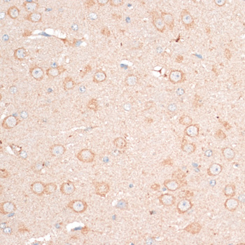Валидация Elabscience E-AB-66319