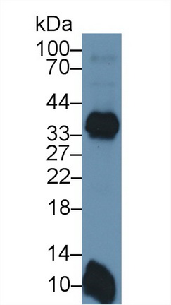 13040