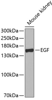 Валидация Elabscience E-AB-60770