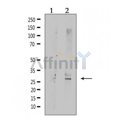 Валидация Affinity DF6271 - 17569