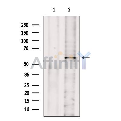 Валидация Affinity DF9183 - 21549