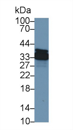 9608