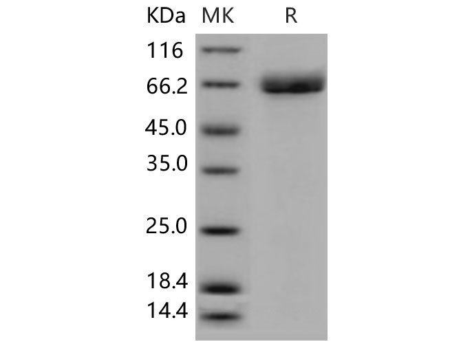Валидация Elabscience PKSM040622(4607)