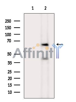 Валидация Affinity DF9368 - 21891