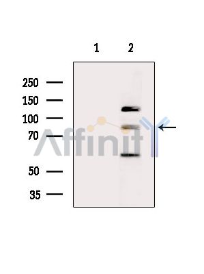 Валидация Affinity DF15063 - 11291