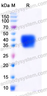 EHD72802, SDS-PAGE