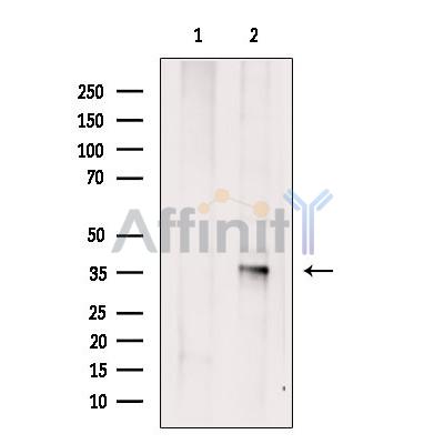Валидация Affinity DF9619 - 22336
