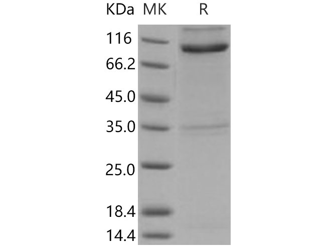 Валидация Elabscience PKSM040862(4819)
