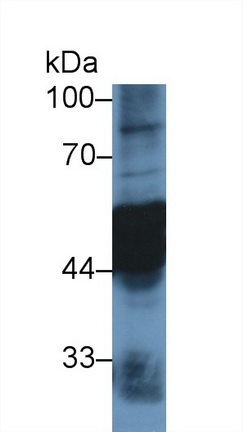 13253
