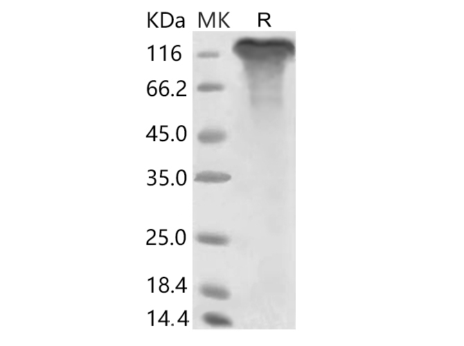 Валидация Elabscience PKSR030502(5808)