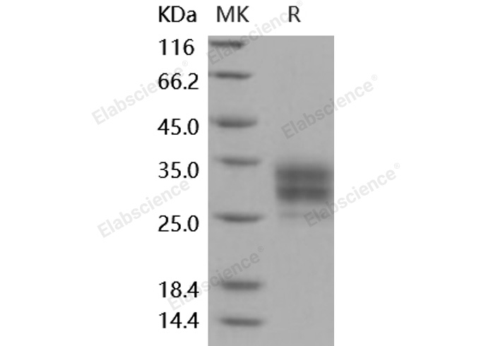 Валидация Elabscience PKSM040893(4845)