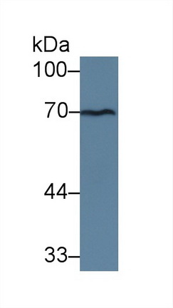 13997