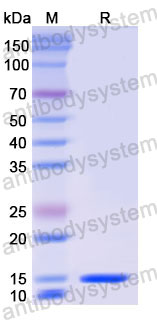 Валидация SDS-PAGE - AntibodySystem RMJ70103