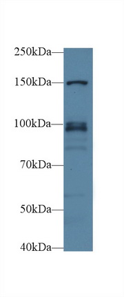 13622