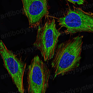 Валидация IF - AntibodySystem RHC33504 (384)