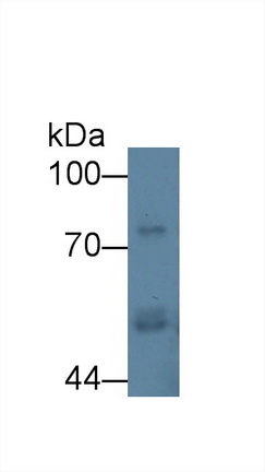 12393