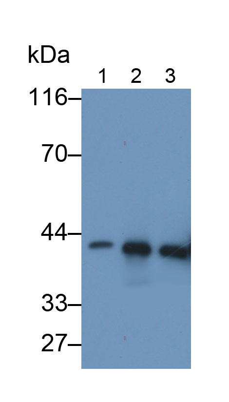 30614