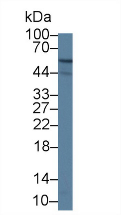 12638