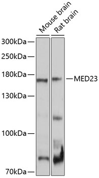 Валидация Elabscience E-AB-90097