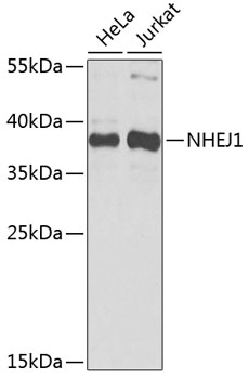 Валидация Elabscience E-AB-92412