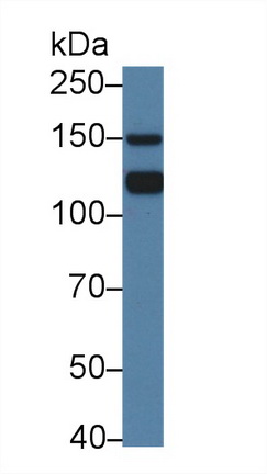 12678