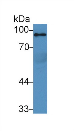 9025