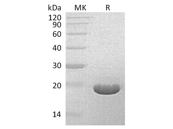Валидация Elabscience PKSQ050087(5455)