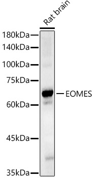 Валидация Elabscience E-AB-91997
