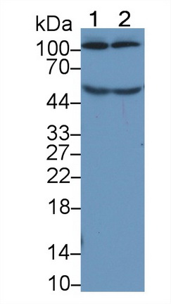 25758