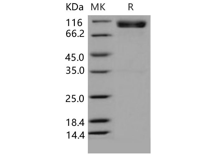 Валидация Elabscience PKSM040604(4590)