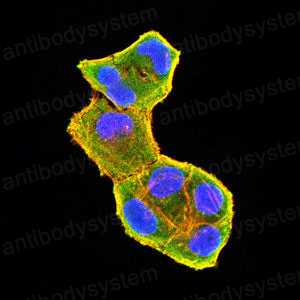 Валидация IF - AntibodySystem RHH74001