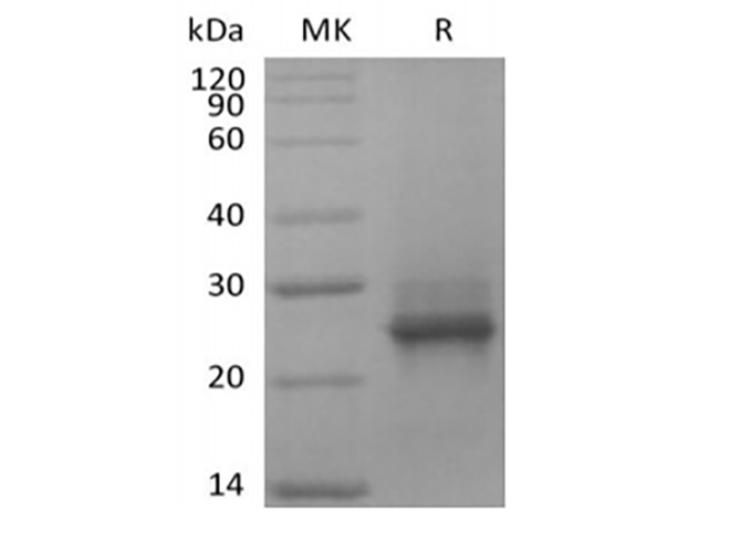 Валидация Elabscience PKSH033895(4127)