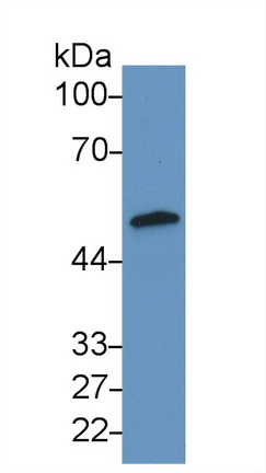 15258