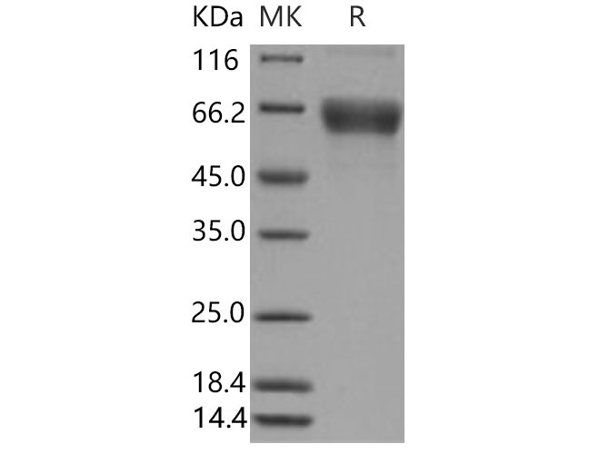 Валидация Elabscience PKSM040680(4661)