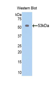 49676