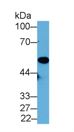 9043