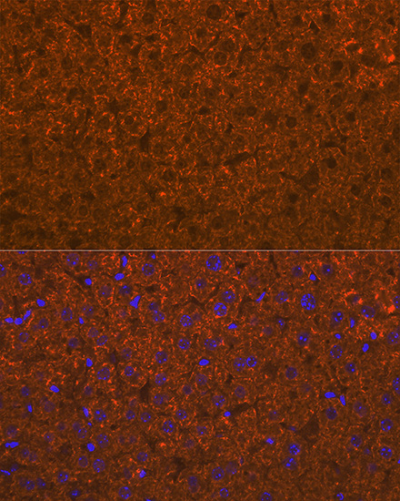 A3370, иммунофлуоресценция, срезы печени мыши (26688)