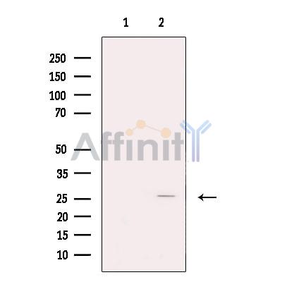 Валидация Affinity DF13423 - 8728