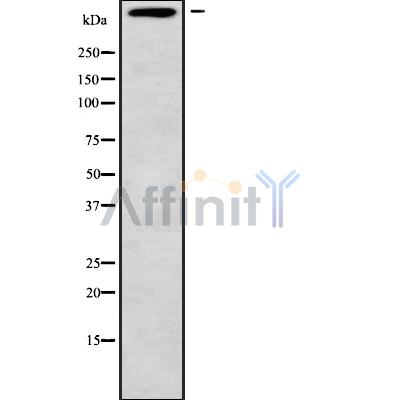 Валидация Affinity DF9640 - 22373