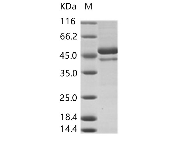 Валидация Elabscience PKSV030130(5907)