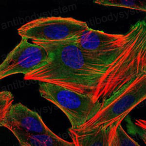 Валидация IF - AntibodySystem RHE88003