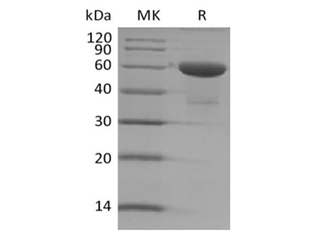 Валидация Elabscience PKSH033904(4135)