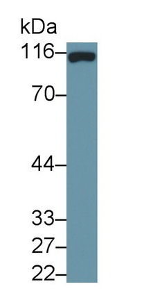 39919