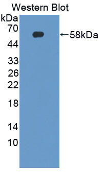 41006