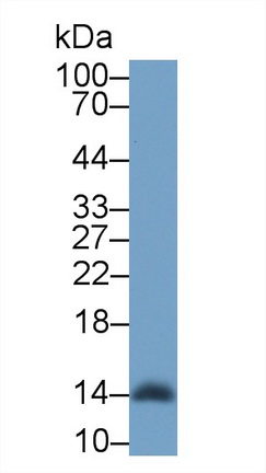 14872