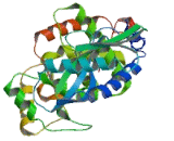 2",5"-Oligoadenylate Synthetase 2 (OAS2)